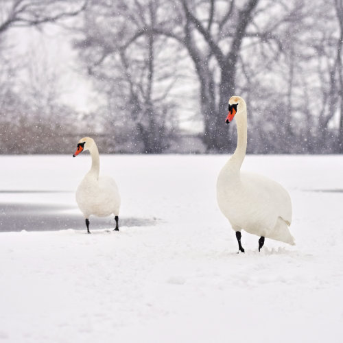 Swans Christmas Card