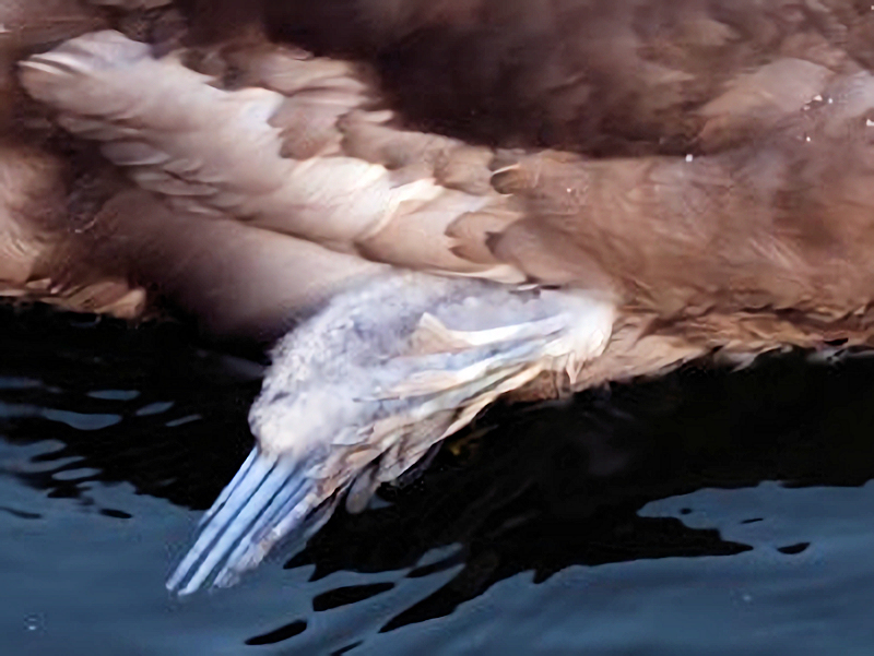 Angel Wing in a cygnet