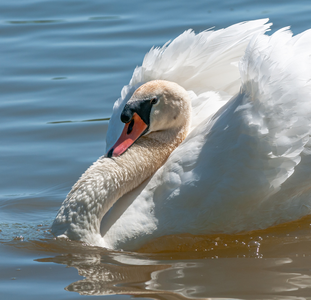 Busking Swan