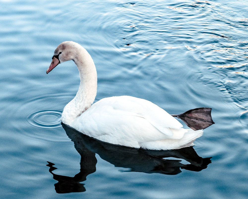 Swan with a foot on its back