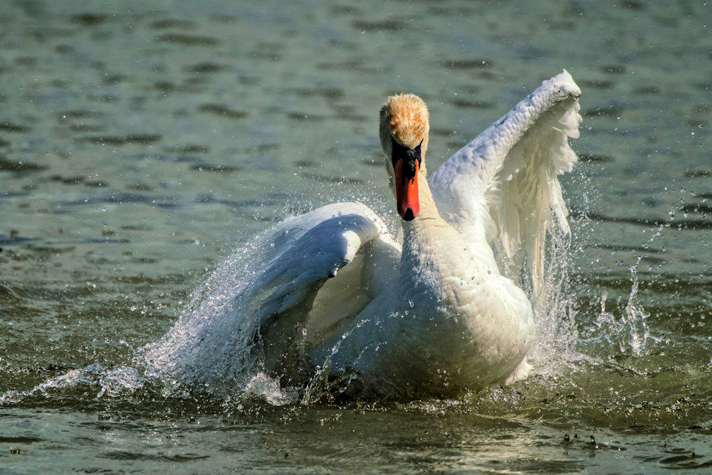 Swan washing