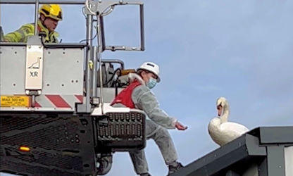 Rooftop Swan Rescues!