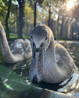 One of our cygnets