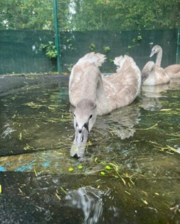 One of our cygnets