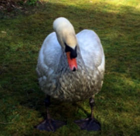 Swan affected by oil