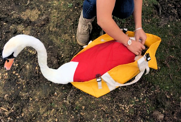 Swan Wrap