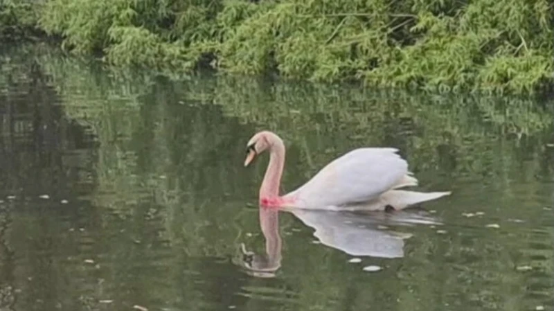 Nesting swan injured in catapult attack
