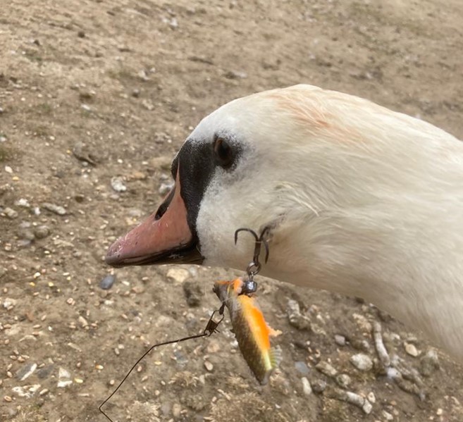 Swan with Fishing Hook