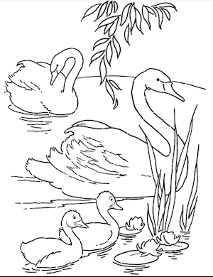 Swan Picture Colouring In